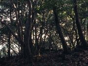 ヒメユズリハの群落の写真1