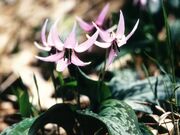 牧之原公園カタクリの花の写真1