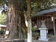 徳山の浅間神社の鳥居杉(夫婦杉)の写真2