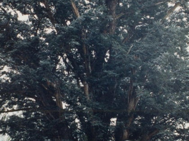 箒榧