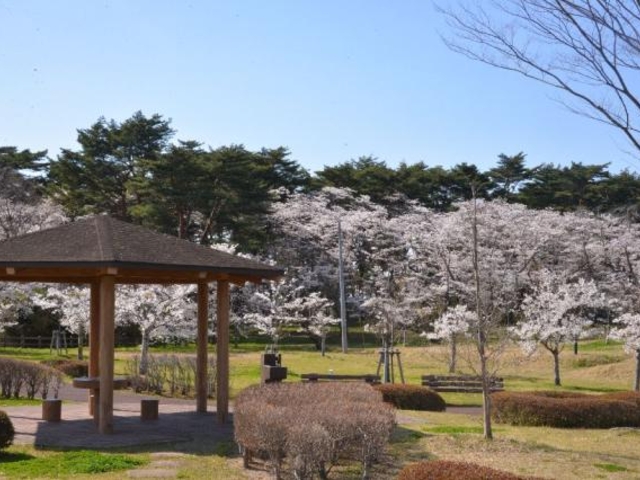 大衡中央公園の桜