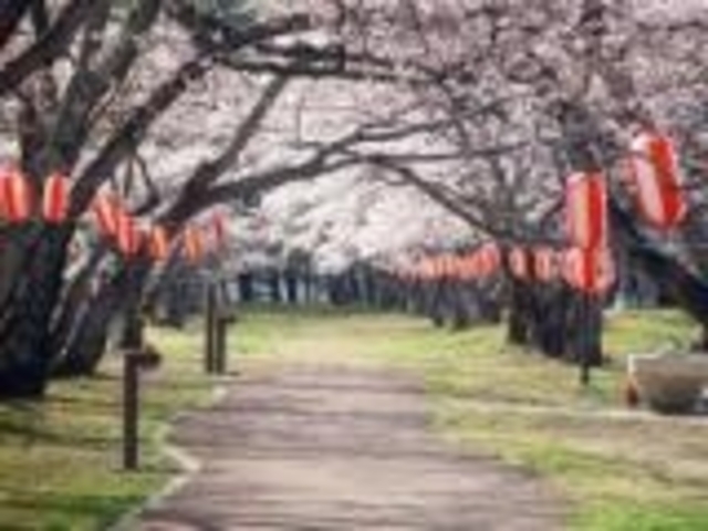 大衡中央公園の桜