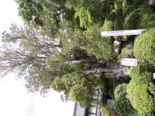 白壇の写真1