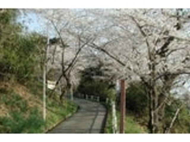 東山公園の桜の写真1