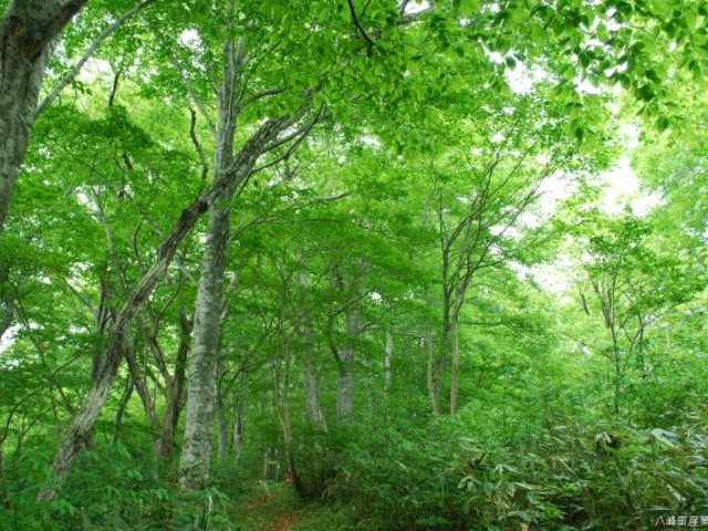 水沢山ブナの森の写真1