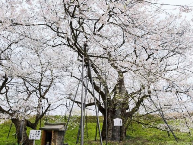 お達磨の桜の写真1