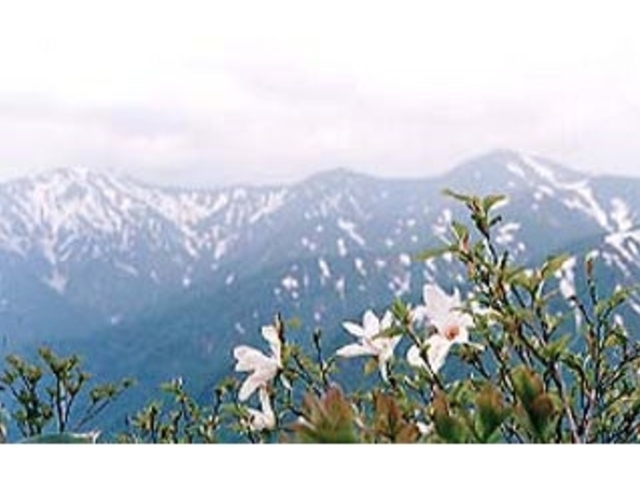 朝日連峰の高山植物の写真1