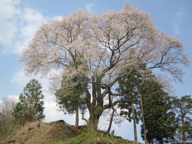 祭田のサクラの写真1