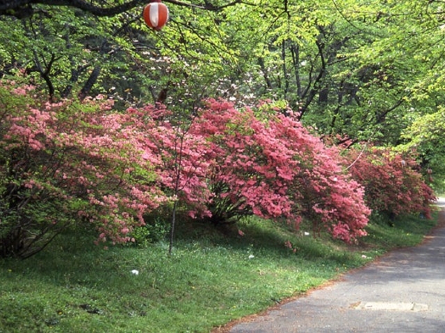 烏が森公園のつつじの写真1