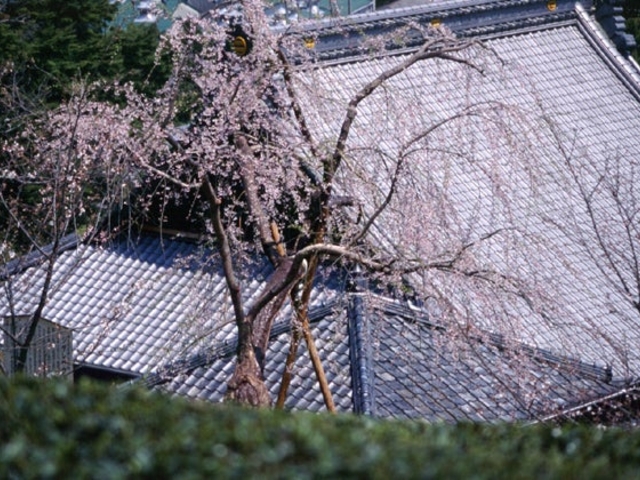慶寿寺の枝垂桜の写真1