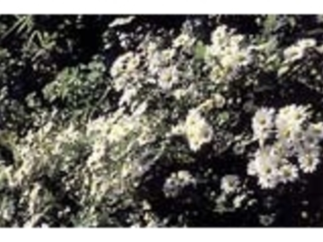 ノジギクの写真1