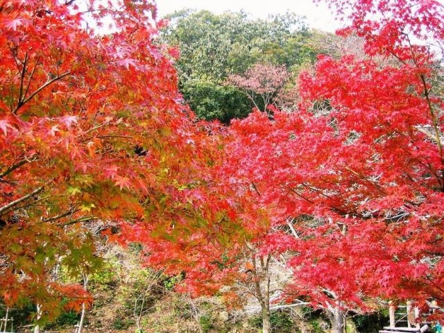 羅漢渓谷の紅葉の写真1