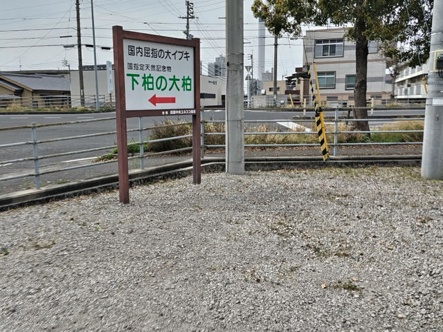 下柏のイブキの写真1