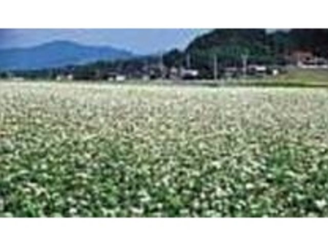 初秋には、そばの花であたり一面が真っ白_一寸そば屋