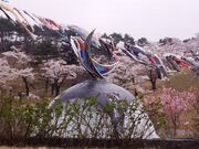 愛宕公園の桜の写真1