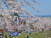 愛宕公園の桜の写真2
