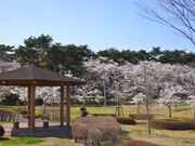 大衡中央公園の桜の写真1