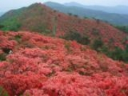 徳仙丈のつつじ園の写真1
