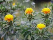紅花の写真1