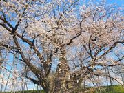 お達磨の桜の写真2