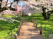 お達磨の桜の写真3