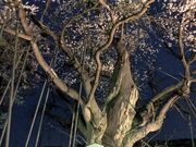 お達磨の桜の写真4