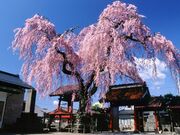 乙姫桜の写真1