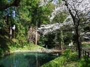 御瀧神社の湧水の写真1