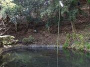 御瀧神社の湧水の写真2