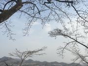 水道山公園の桜の写真2