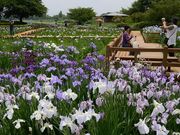 館林花菖蒲園の写真3