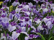 館林花菖蒲園の写真5