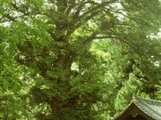神光寺の大カヤの写真1