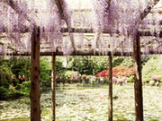 久伊豆神社の藤の写真1