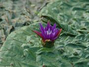 オニバス(水元公園)の写真1