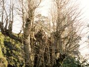 村山浅間神社のイチョウの写真1