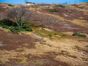 御池岳(カルスト台地)の写真2