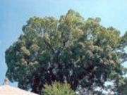 十五社の樟樹の写真1