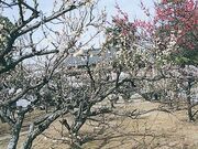 滝宮の梅林の写真1