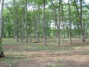 緑ヶ丘森林公園の写真3