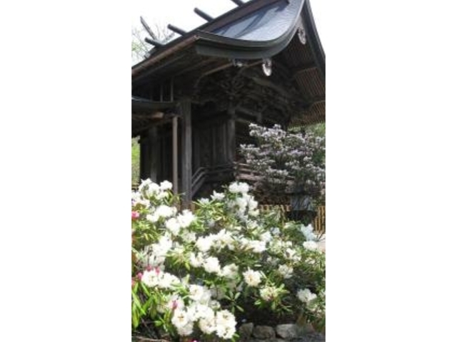 三ヶ所神社しゃくなげの写真1