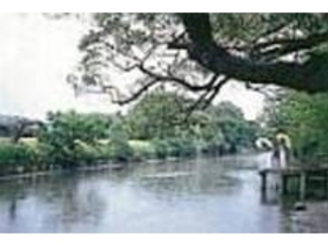 川面に映るしだれ柳、堀割を見ながら歩く_水辺の散歩道