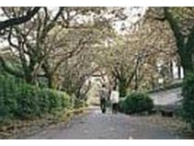 趣ある沿道には、茶店や土産物屋も並ぶ_杉の馬場通り