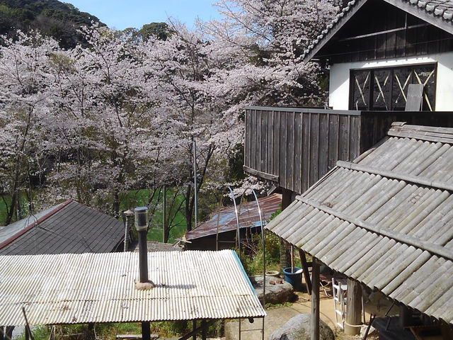 桜窯