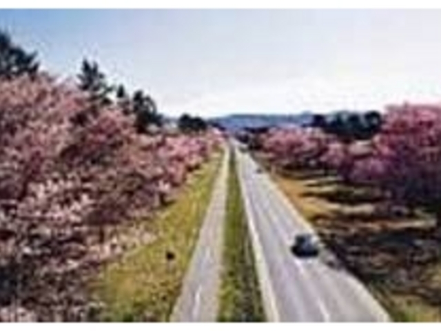 桜が咲き始めると全国から花見客が訪れる_二十間道路