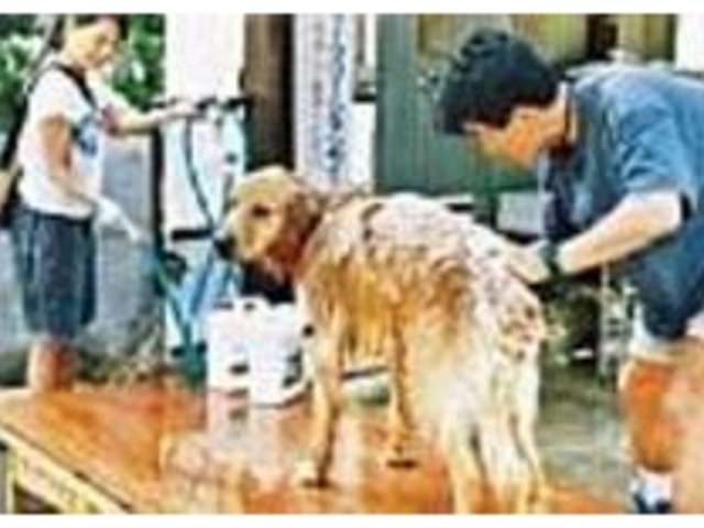 遊んだ後は犬だってシャンプーできる_キャンピングリゾートWAN