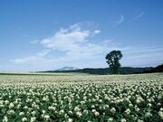 じゃがいもの写真1