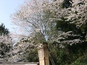 桜窯の写真3