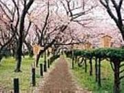 桜見本園の写真2