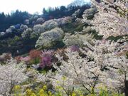 陸郷の山桜(夢の郷エリア)の写真1